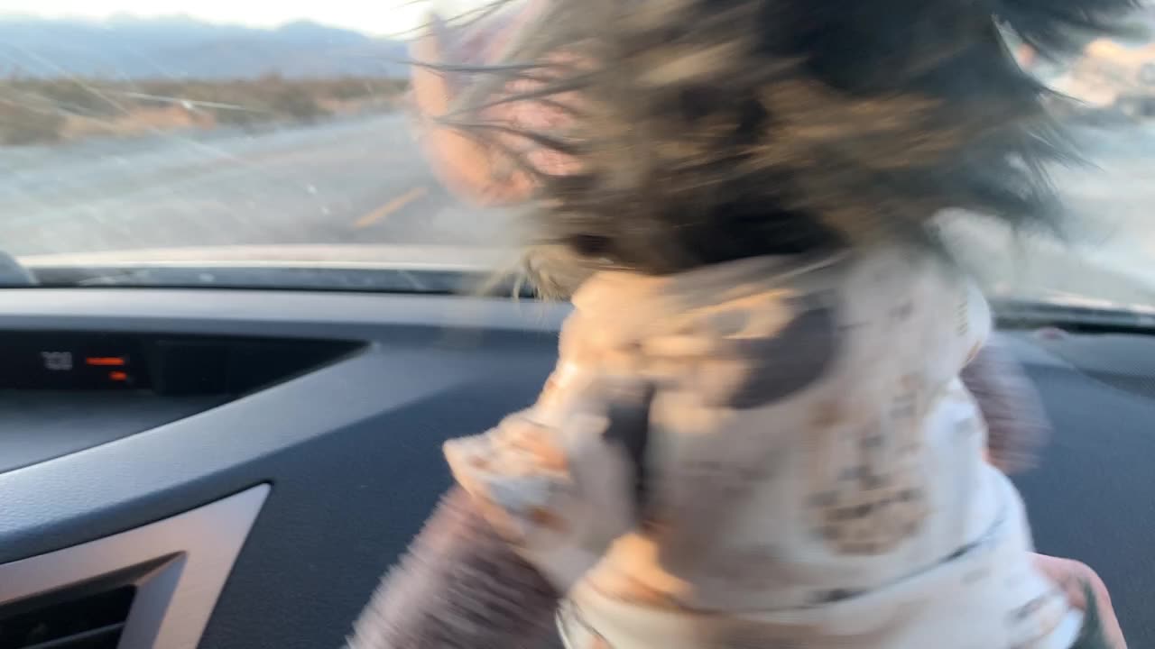 idiot wind