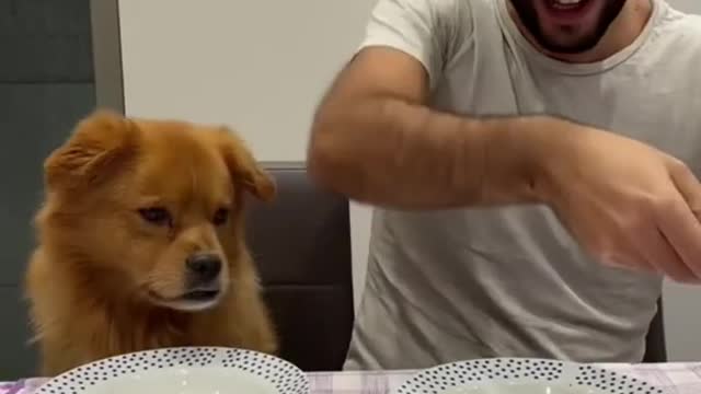 Snake TV | #shorts | Funny Dog | Funny animals | Pet | Animals | Animal Comedy | Animals Videos