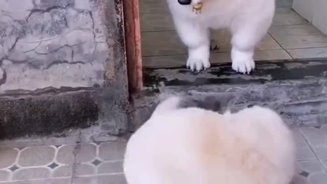 Fell asleep. #funny #cute