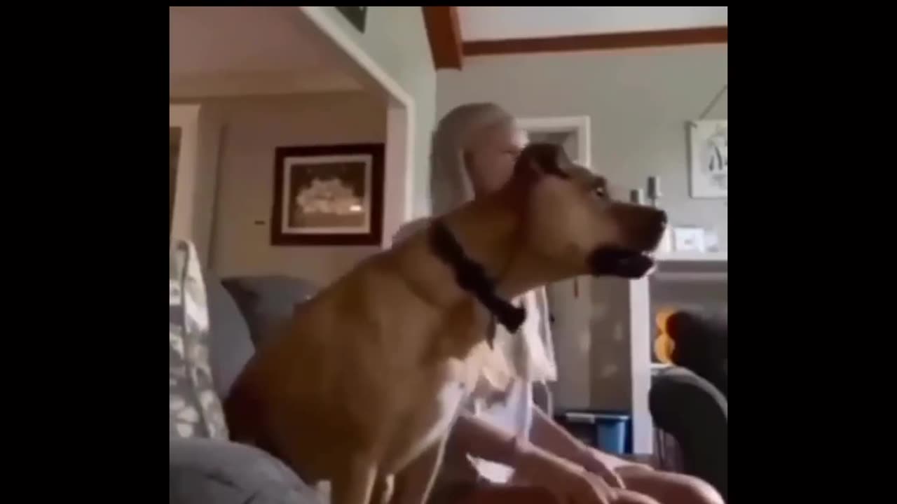 Funny dog