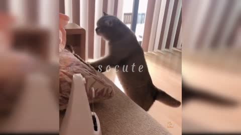 Tingkah kucing lucu bikin ngakak!!!