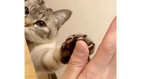 Cutest High Five Ever #shorts #shortsvideo #video #viral