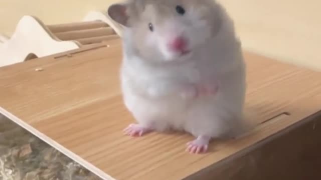 Hamster tilted head