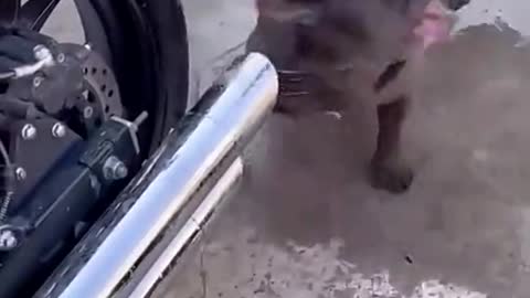 The dog likes the motorcycle exhaust very much