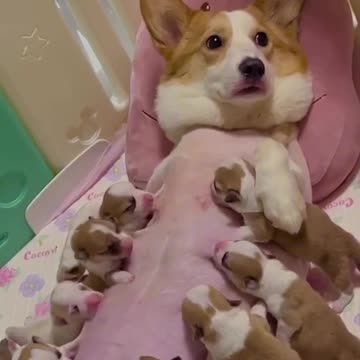 bitch nursing 10 puppies at the same time