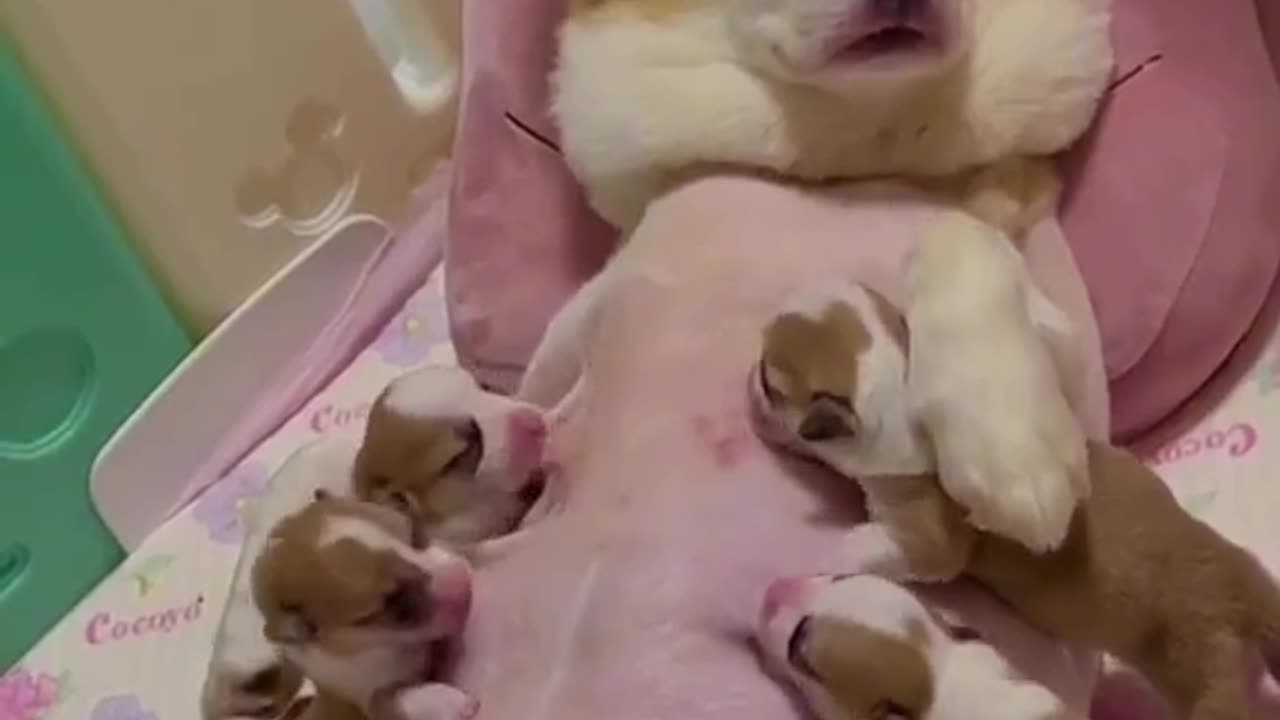 bitch nursing 10 puppies at the same time