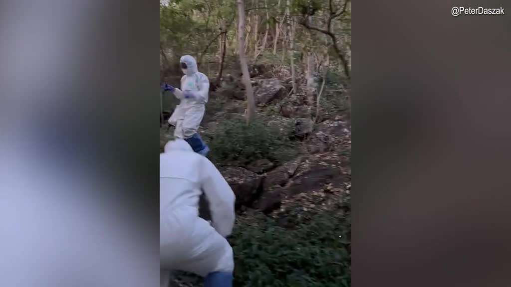 Virologist who funded Wuhan lab, then tried to silence COVID leak claims shares video of himself in Thai bat cave