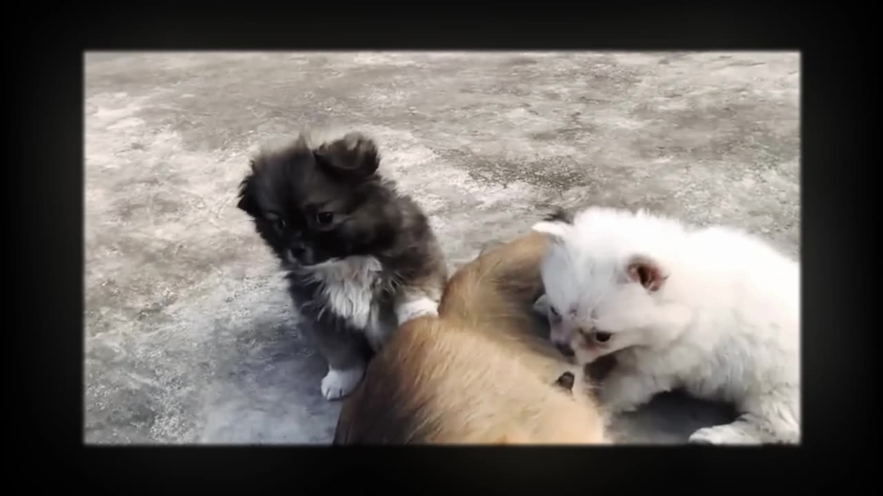 FUNNY DOGS PUPPYS