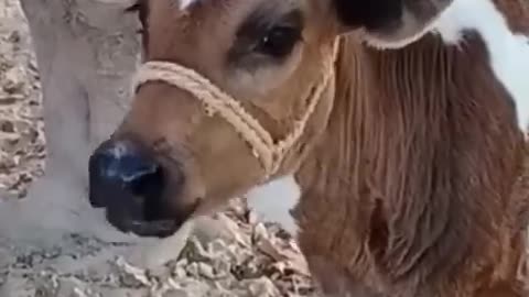 Animals funny video