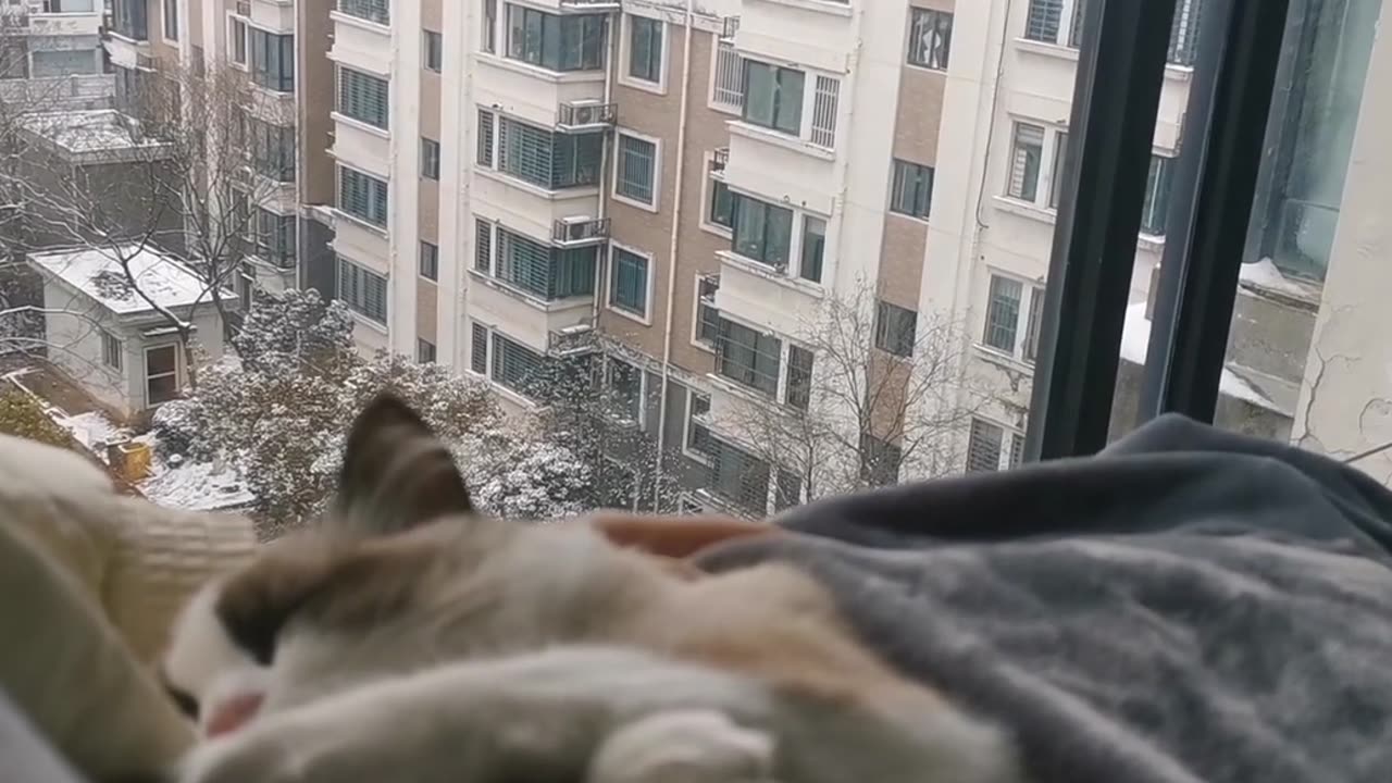 The little kitten seeking comfort in its owner's arms.