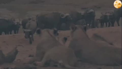 animals title fighting