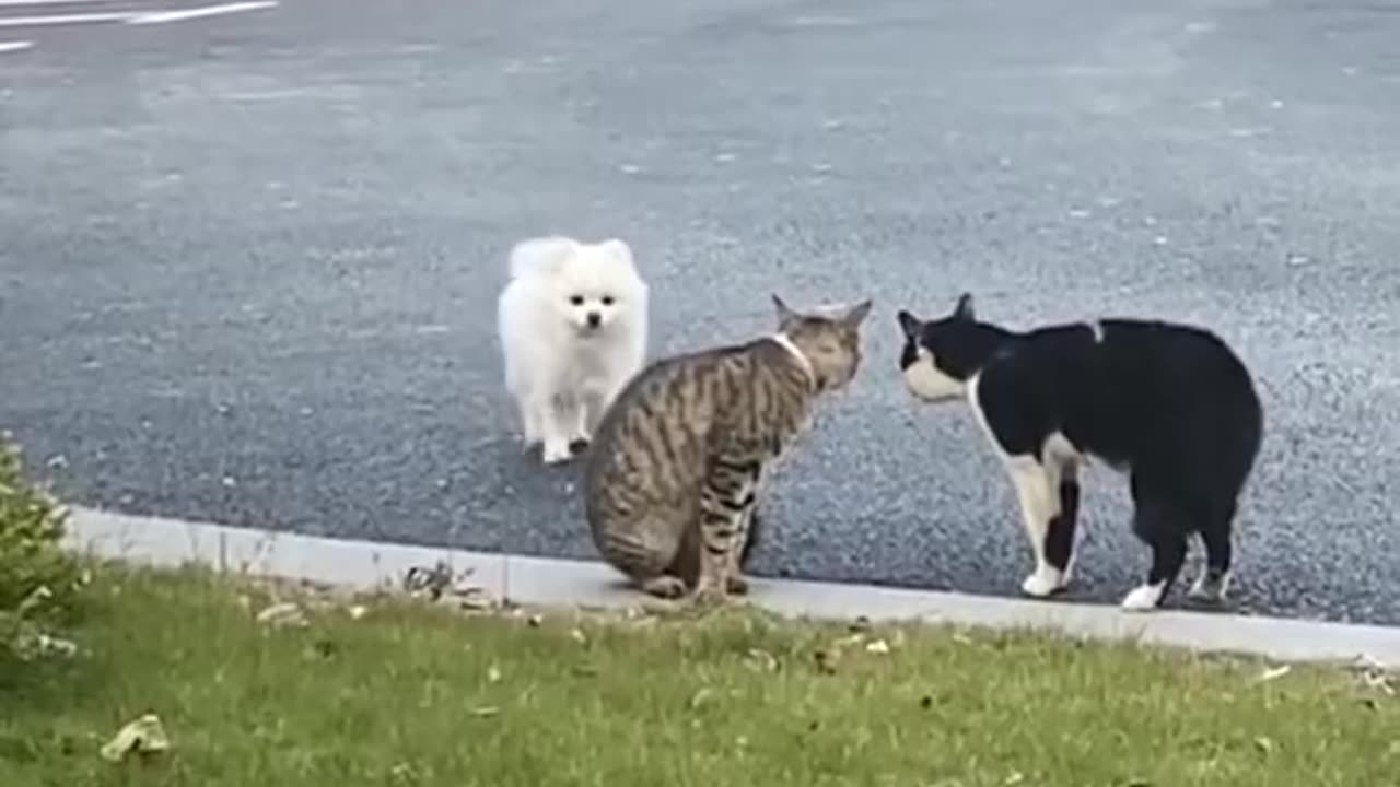 # funny animals video funny animals video clips