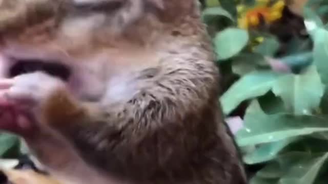 The little squirrel has a big mouth