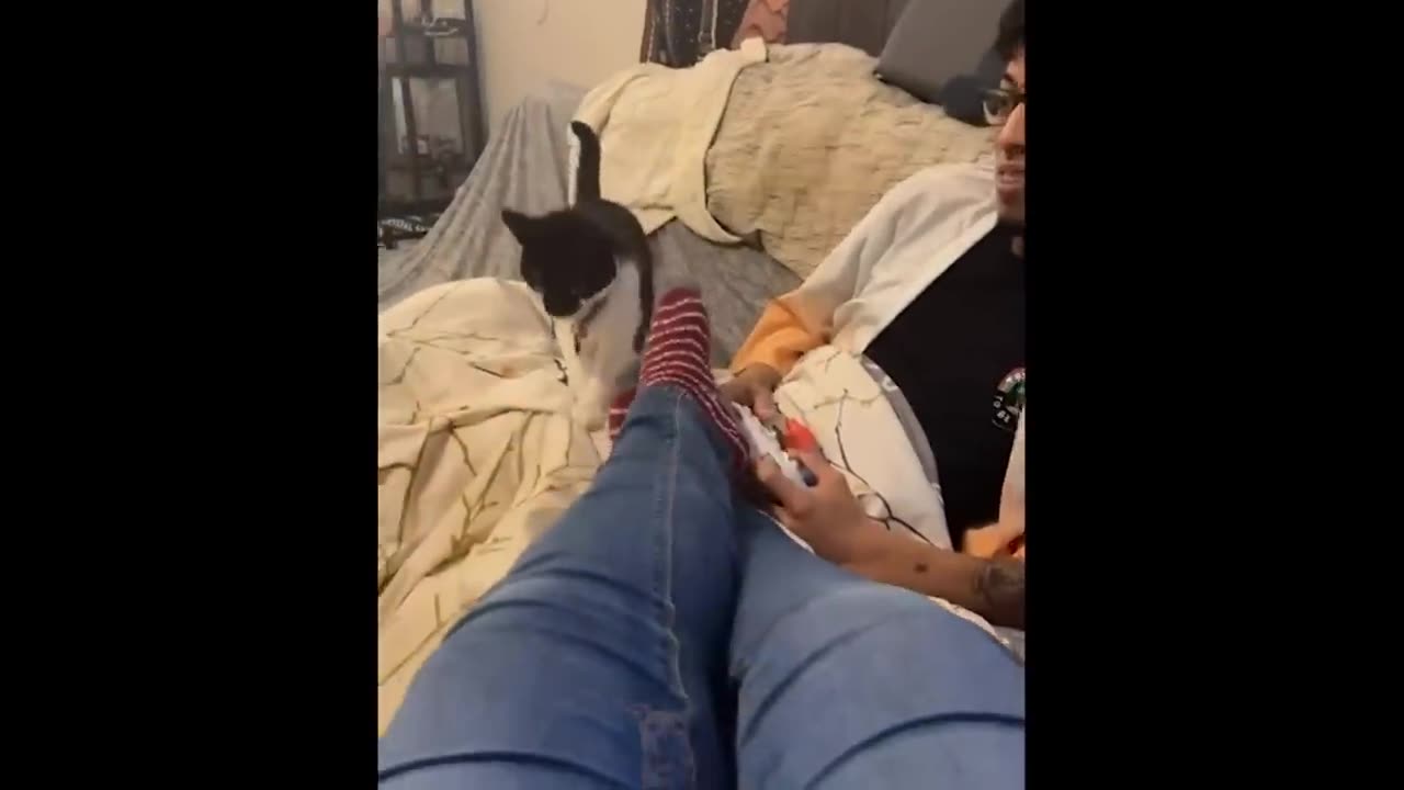 Have fun!!! With these funny pets :)