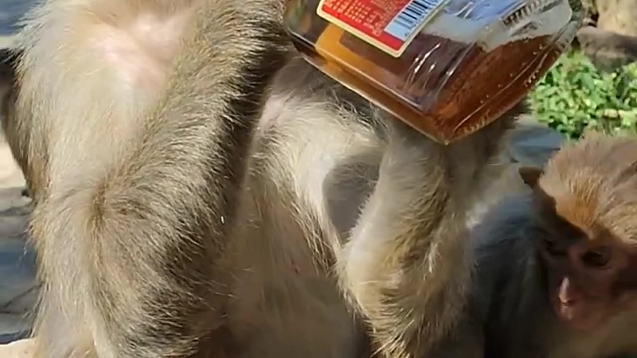 funny shorts video monkey