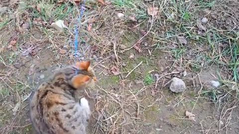 Cute kitten playing with rope #kitten #catvideos #meowing