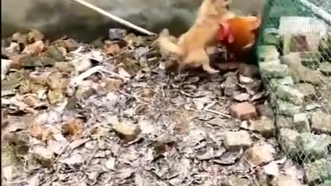 Chicken VS Dog Fight - Funny Dog Fight Videos