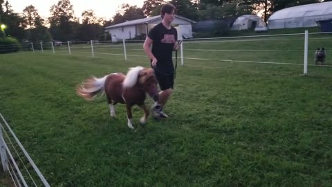 Risky slow trot