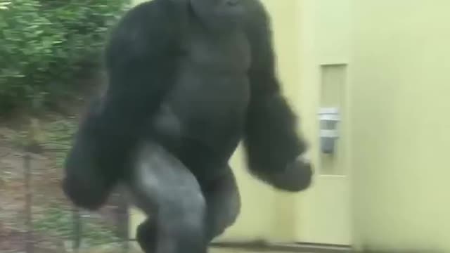 Gorilla enter neighbours home 🏠 |#shorts
