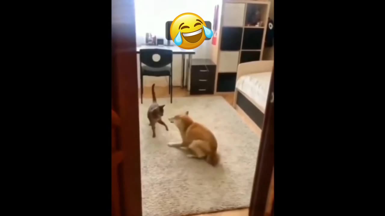 Funny Animal Videos 2023 Cats And Dogs Video S Funniest