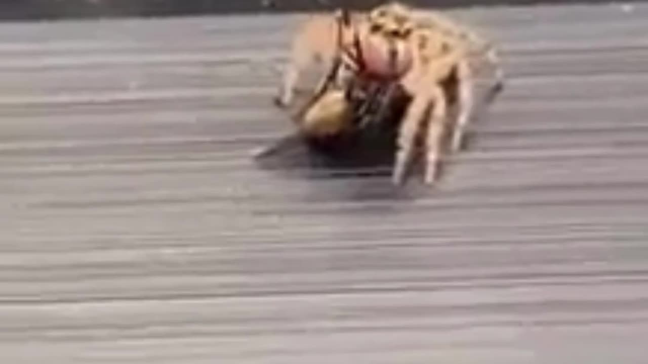 Predator in Action: Spider vs. Fly 🕷️🪰🎯