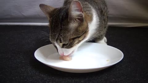 Cute Kitten Is Invited to Eat