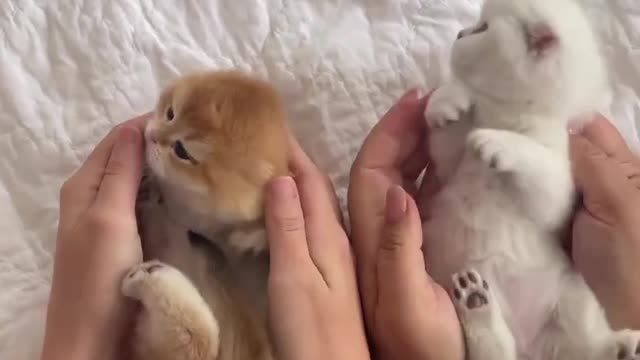 Cat lover