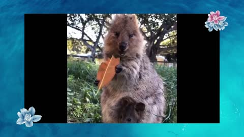 Funny Animals - Best of The 2022 Funny Animal Eating Videos