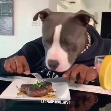 Eating Dog video