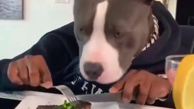 Eating Dog video