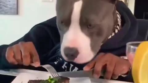 Eating Dog video