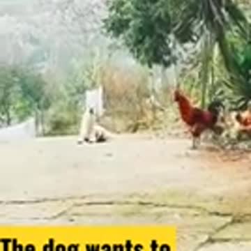 The dog wants to imitate the rooster