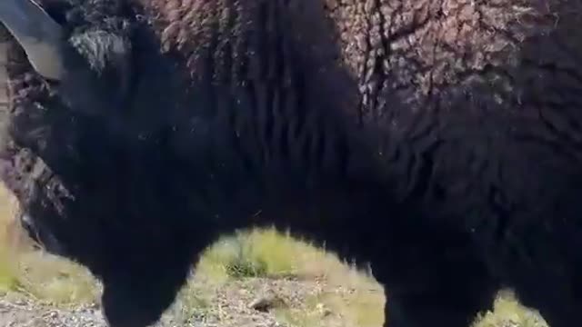 Discover the Real Animal big bison America