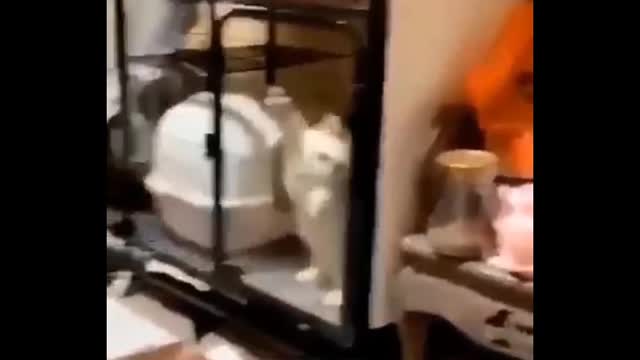 amazing funny video 2023