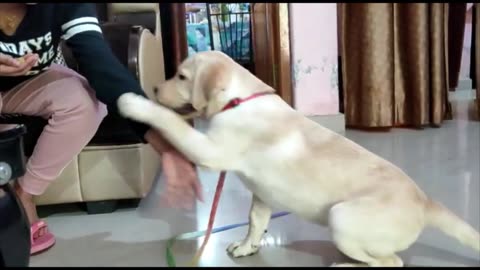 Lab puppy playing with Mumma