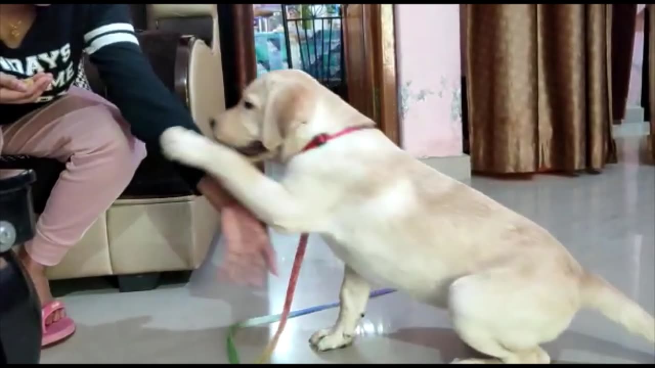 Lab puppy playing with Mumma
