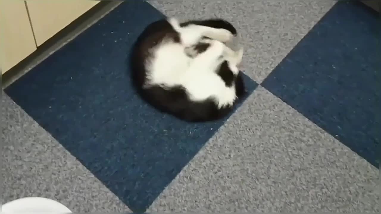 Cat has amazing first experience with CatNip