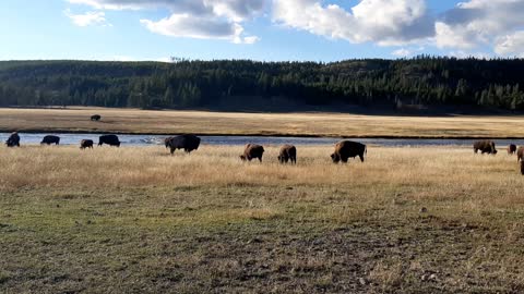 Yellowstone Vac 10/ 22