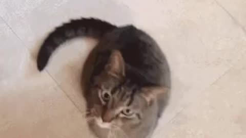 Cute Cat Gif