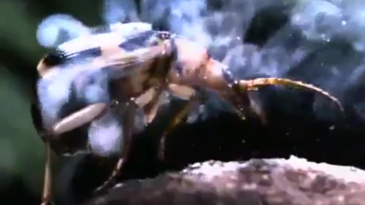 Bombadier Beetle Shoots Acid