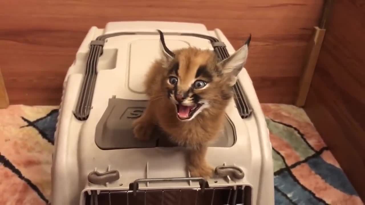 Caracal Screams for Food