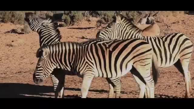 Animals video with relaxing music