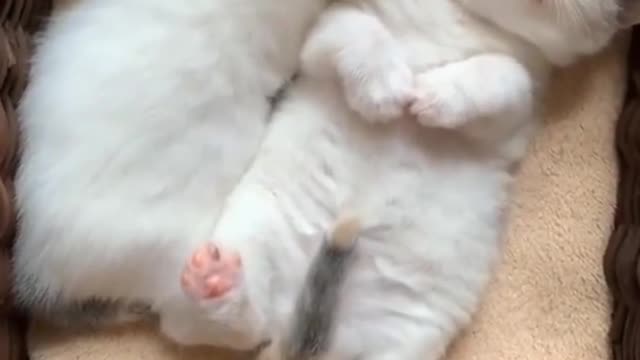Cute Animals Videos And Very Funny Videos