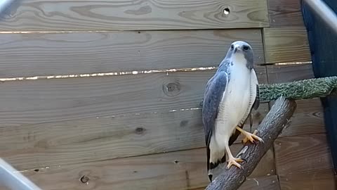 White-Tailed Hawk