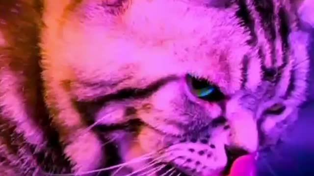 This cat is really cool.