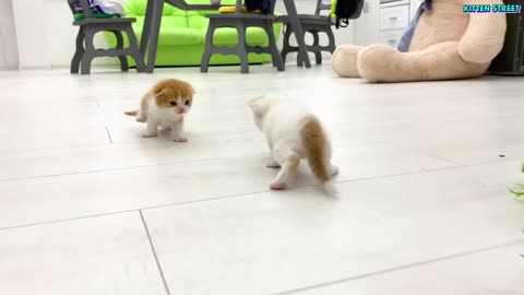 Cute puppy and cats 😍