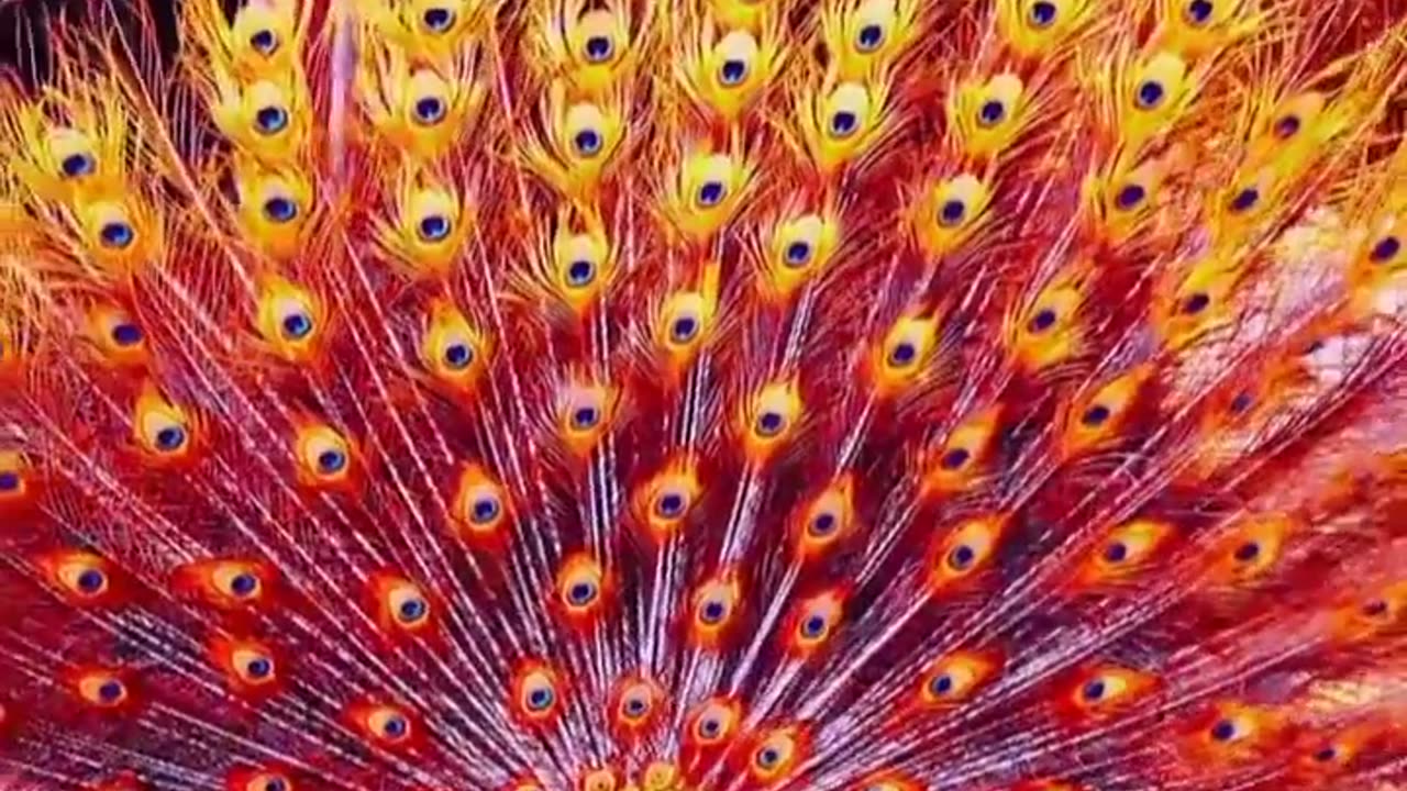 Golden Peacock - Nature's beauty