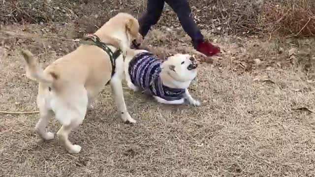 Funniest Dog Fighting Funny Videos That Will Make You Laugh Funny Dogs Videos