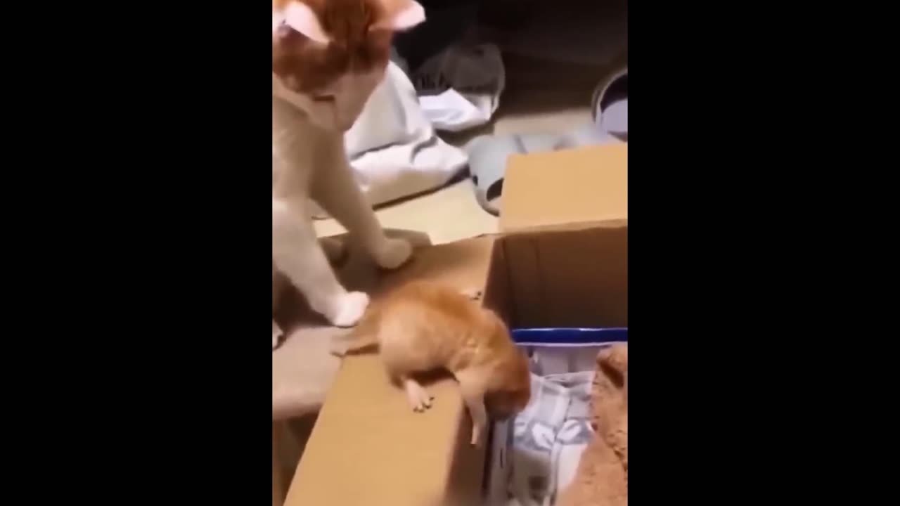 cat lover video