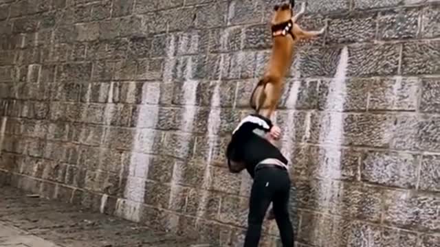 Dog that fly malinois & alsatian dog show their jumping agility